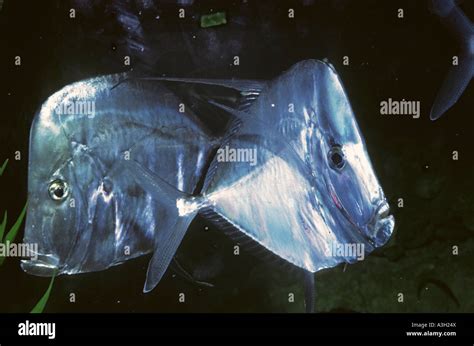 vomer fish|Lookdown fish .